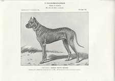 Stampa antica cane razza - cane,