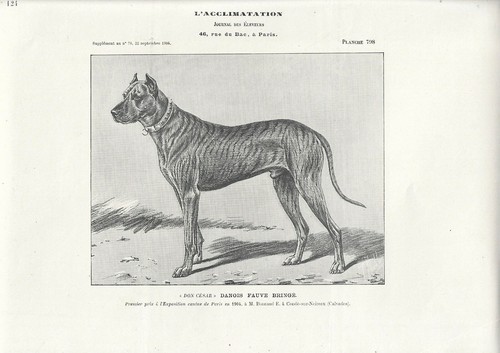 Stampa antica cane - antica, di