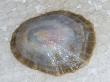 ROTULA CAERULEA SPECIAL