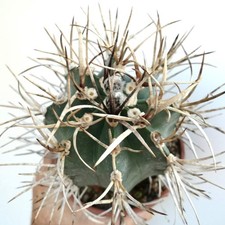 Astrophytum capricorne cv BUFFALO syn. TAIHO-GYOKU - Cactus in corno di capra | Stella c
