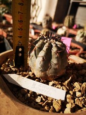 Copiapoa Cinerea