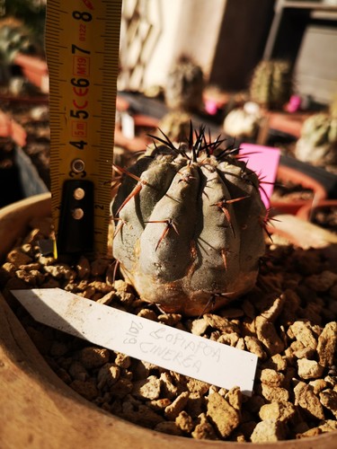 Copiapoa cinerea - copiapoa,