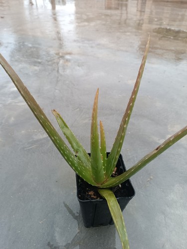 Pianta aloe vera - pianta, di