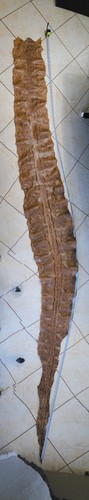 Grande pelle serpente - grande,