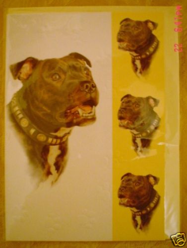 Lovely staffordshire bull - staffordshire,