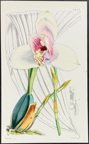Curtis orchidea lycaste - orchidea, [lycaste