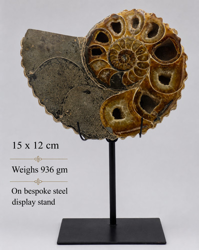 Fossil douvilleiceras - fossil,