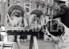 Foto vintage Animali, due cuccioli di cane pechinese, stampa 21 x 15 cm
