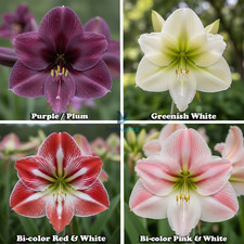 Bulbi Multifioritura Amaryllis