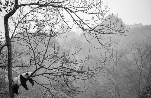 Fotomurale tessuto non - fotomurale,