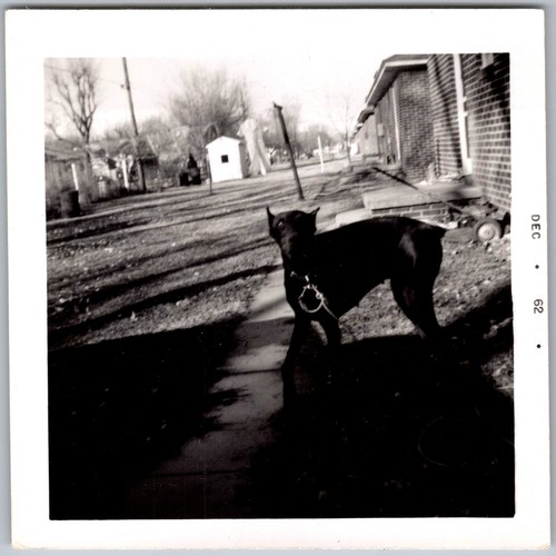 Vintage snapshot black - snapshot,