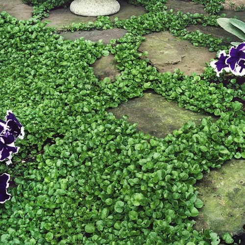 Dichondra repens 10 - dichondra,