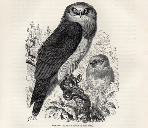 1894 albanella uccelli rapaci - albanella,