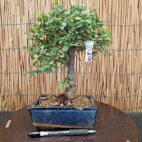 Bonsai zelkova 29cm - zelkova,
