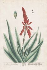 Aloe Succotrina Fynbos Aloe