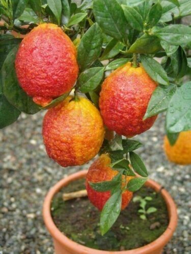 Limone rosso citrus - limone, "citrus