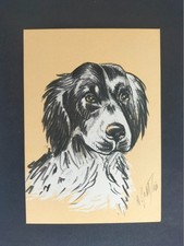 SETTER INGLESE RAZZE CANINE