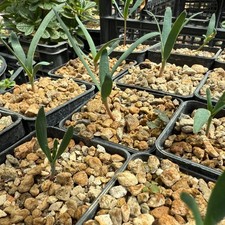 Welwitschia mirabilis seedling, live plant, 2 months old,  0,70l pot,  RARE