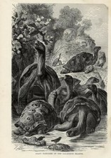1894 = TARTARUGHE GIGANTI = Animali = Antica Stampa = Old PRINT