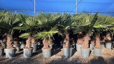 Palma - Trachycarpus Fortunei