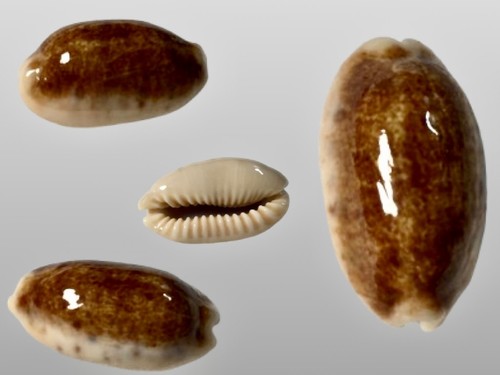 Cypraea caurica - , f