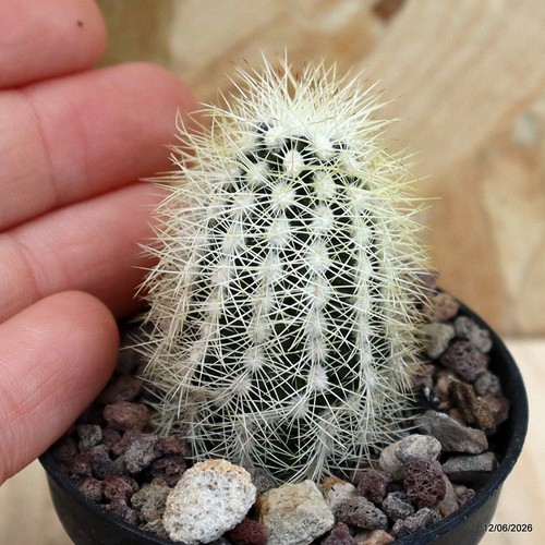 Echinocereus reichenbachii - , v