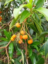 Corbezzolo delle Canarie -