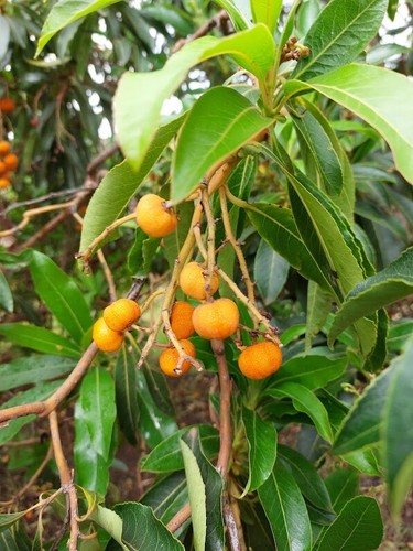 Corbezzolo delle canarie - corbezzolo,