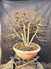 Bonsai di  carpino bianco