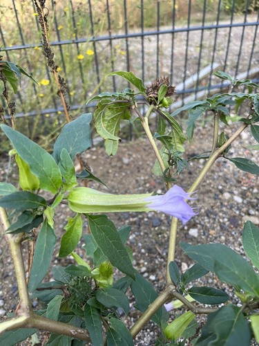 Semi mela blu viola - mela, fiore