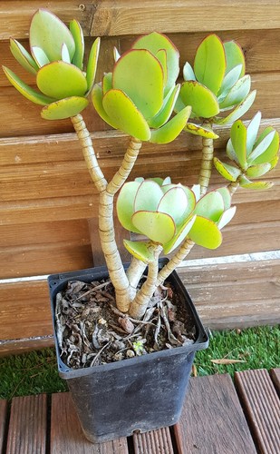 Crassula arborescens plant - arborescens,, de
