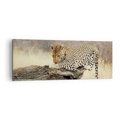 Quadro tela 140x50cm africa - su,