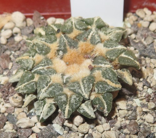 Ariocarpus kotschoubeyanus - , v