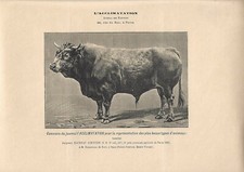 Stampa antica TORO di razza