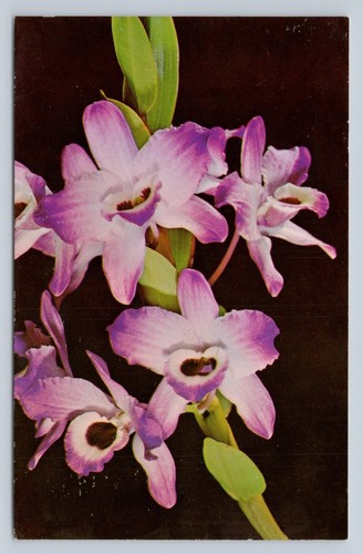 Cartolina dendrobium nobile - cartolina,