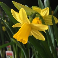 30 narcisi a molla (lampadine)