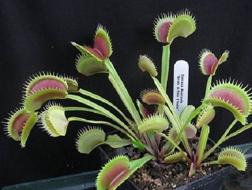 Pianta carnivora dionaea - pianta,