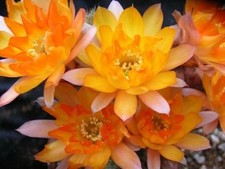 Semi di Cactus Chamaelobivia