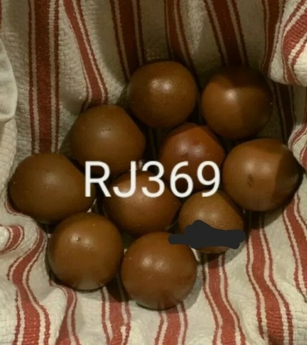 Black copper marans - ●☆black,