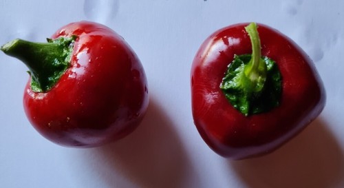 Semi peperoncino bacio - semi,
