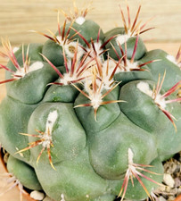 Thelocactus hexaedrophorus v