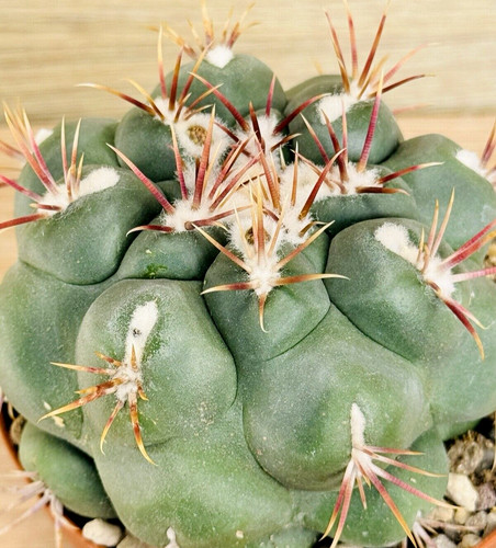Thelocactus hexaedrophorus - , v