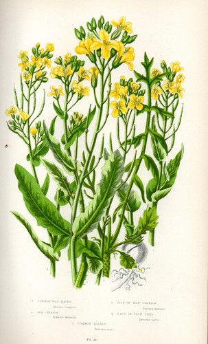 Stampa botanica antica 1899 - stampa,