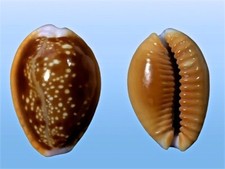 Cypraea helvola argella diego - cypraea,