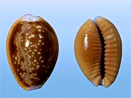 Cypraea helvola argella diego - helvola, argella,