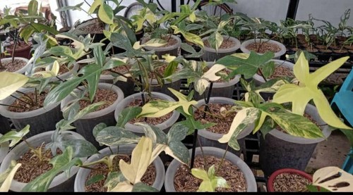 Philodendron florida beauty - philodendron,