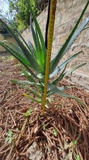 Pianta Aloe Vera Arborescens circa 60 Cm gratis 5 Pale Di Fico D'india Affare