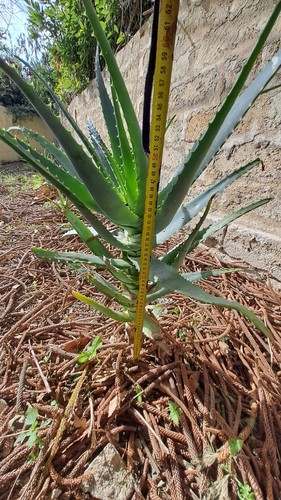 Pianta aloe vera - vera, arborescens