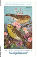 ATAP14-0969-OISEAUX - Museo