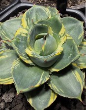 Agave "Tinkerbell" -